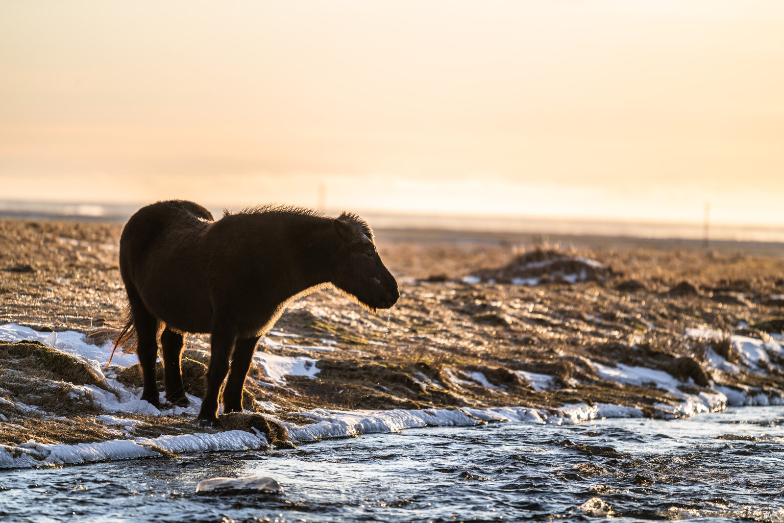 An Icelandic horse beside a stream at sunset, snow on the banks