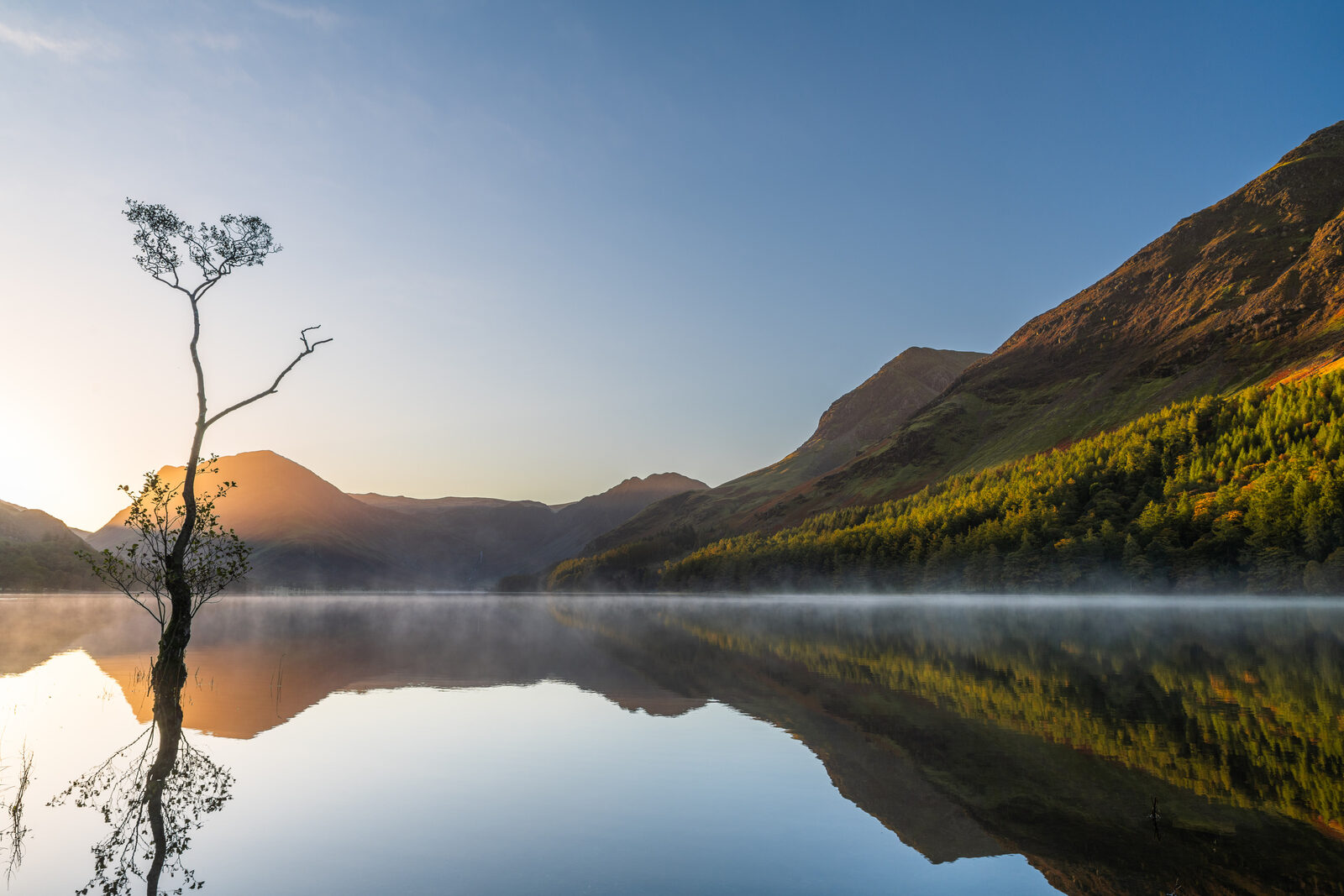 The lone tree at Buttermere with the sunlit fells behind it